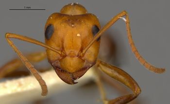 Media type: image;   Entomology 8887 Aspect: head frontal view